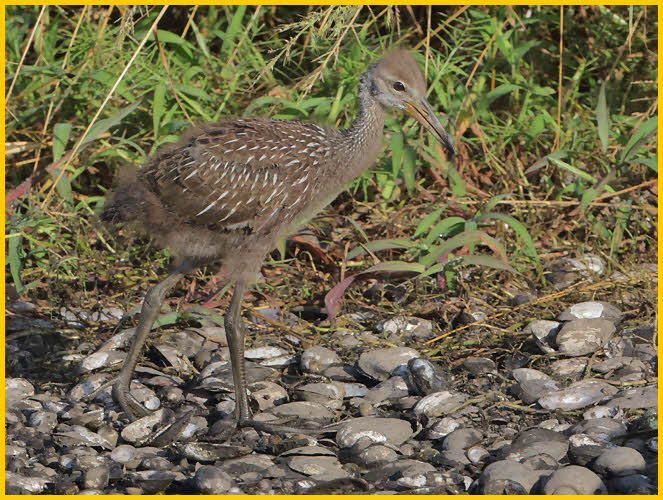 Limpkin Chick