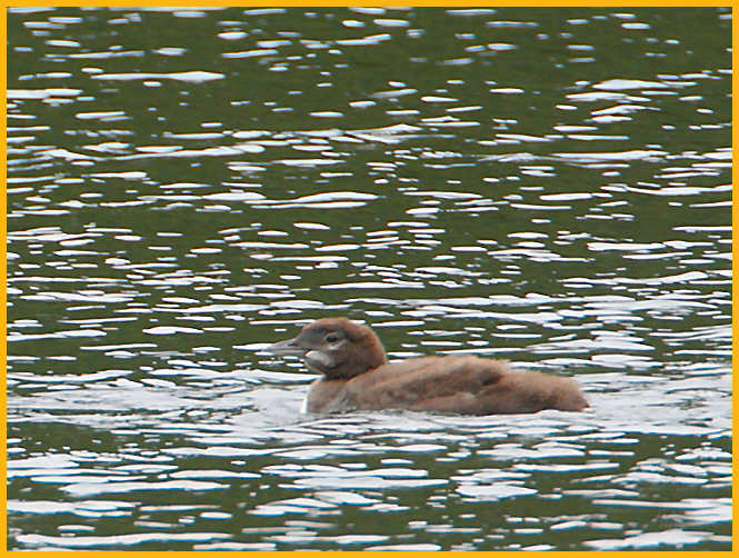 Common Loon Chick