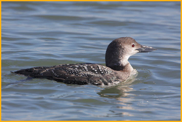 Nonbreeding <BR>Common Loon