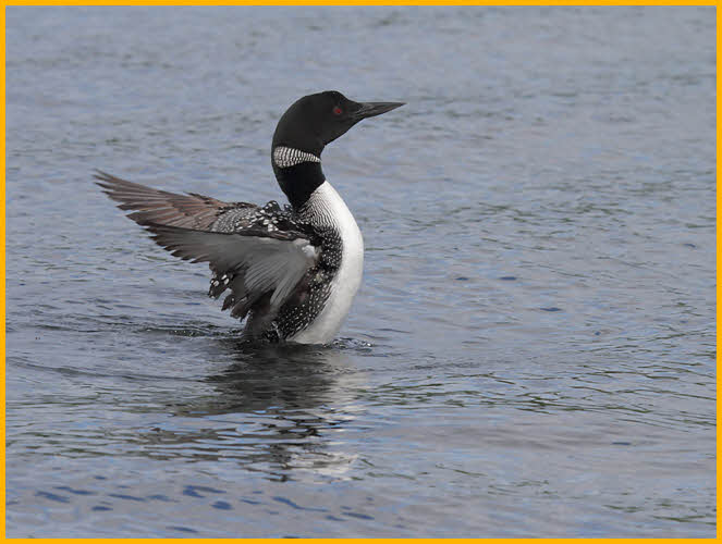 Common Loon