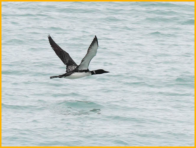 Common Loon