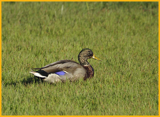 Juvenile Mallard