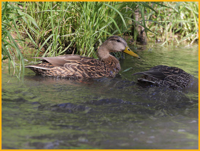 Mexican Mallard