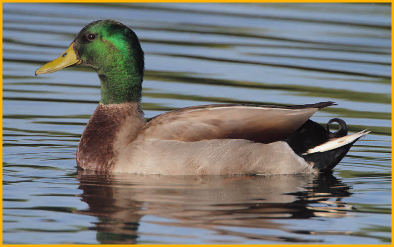 Northern Mallard