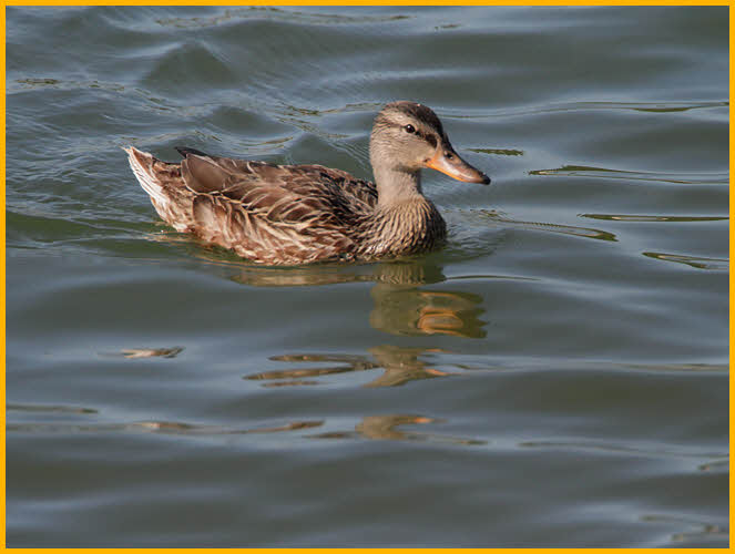Female Northern<BR>Mallard