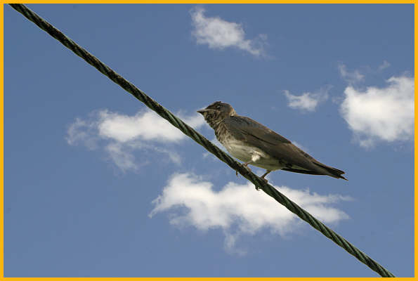 Juvenile <BR>Purple Martin