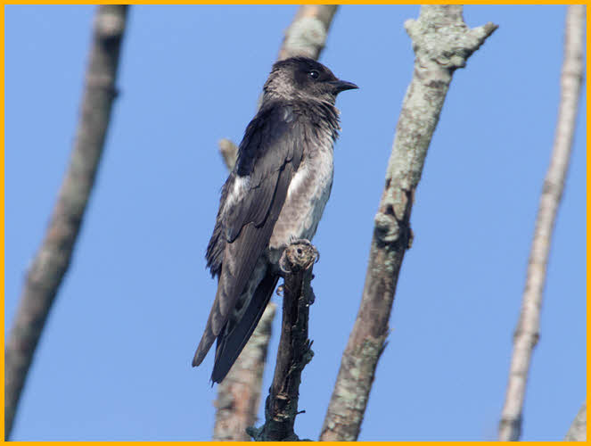 Female Eastern<BR>Purple Martin