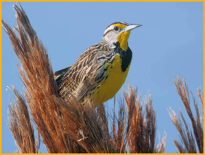 Eastern Meadowlark