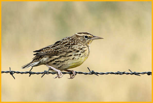 Nonbreeding <BR>Western Meadowlark