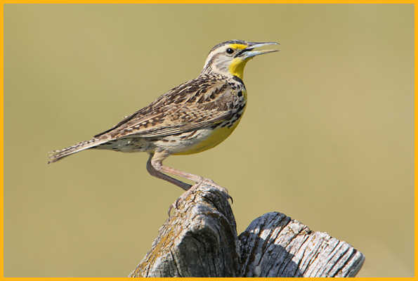 Western Meadowlark