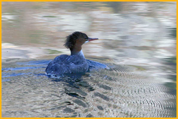 Nonbreeding <BR>Common Merganser