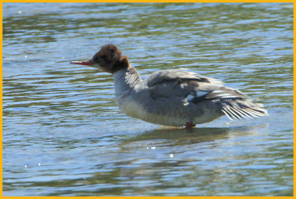 Female <BR>Common Merganser