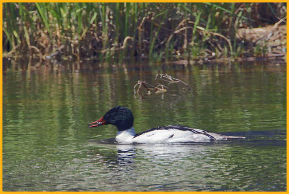 Common Merganser