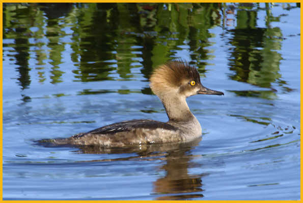 First Spring<BR>Hooded Merganser