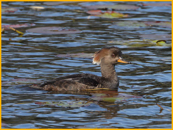 Female<BR>Hooded Merganser