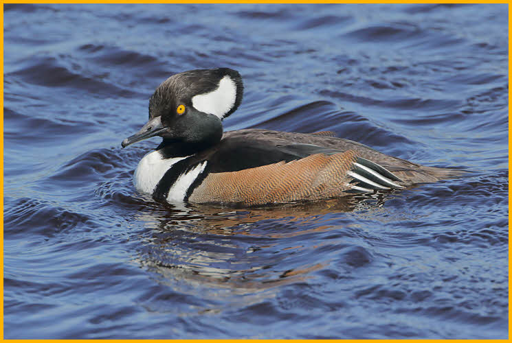 Hooded Merganser
