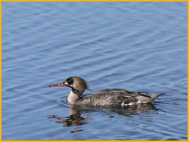 First Winter<BR>Red-breasted Merganser
