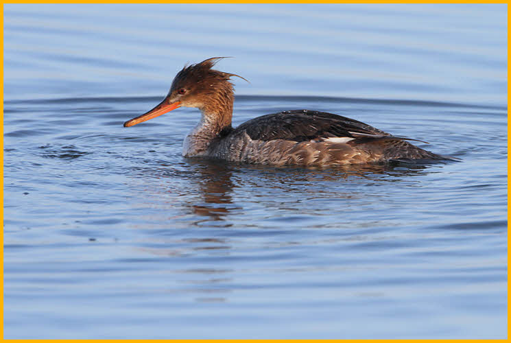 Nonbreeding<BR>Red-breasted Merganser
