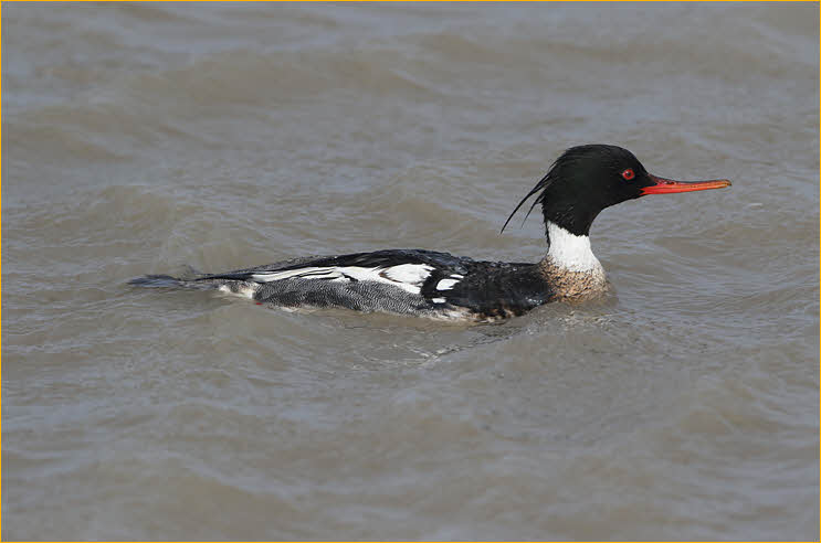 Red-Breasted Merganser