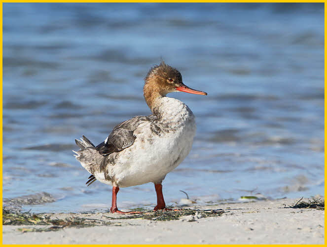 Female<BR>Red-breasted Merganser