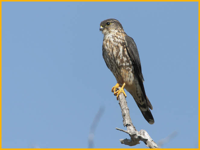 Taiga Merlin