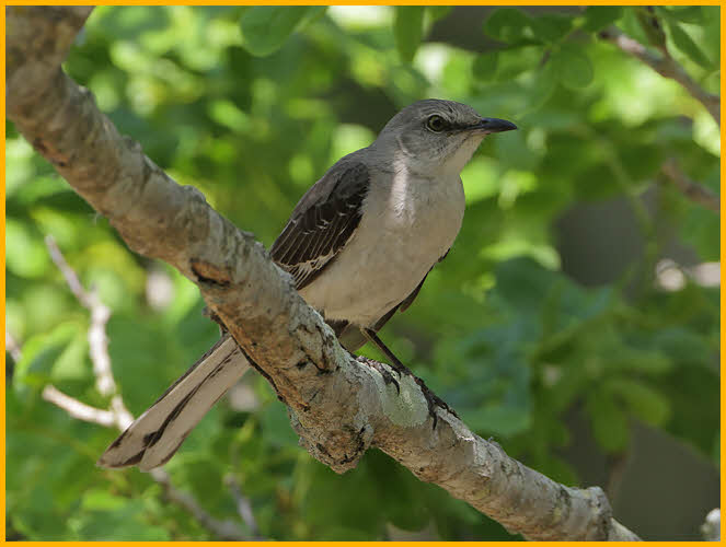 Northern Mockingbird