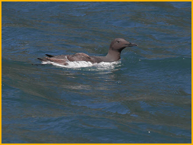 Common Murre