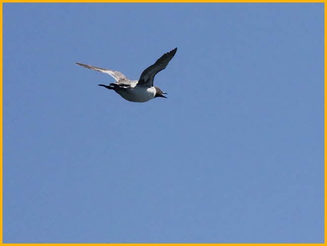 Common Murre