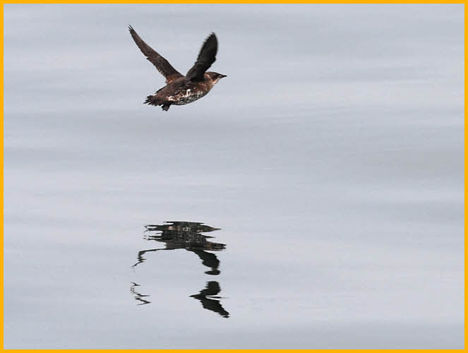 Marbled Murrelet
