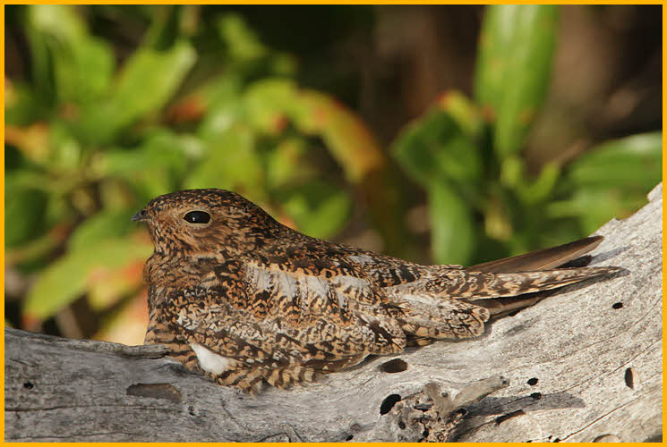 Female<BR>Antillean Nighthawk