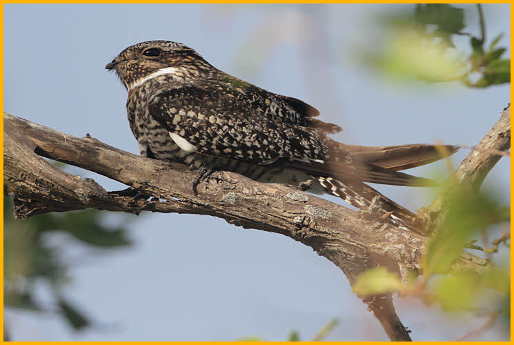 Antillean Nighthawk