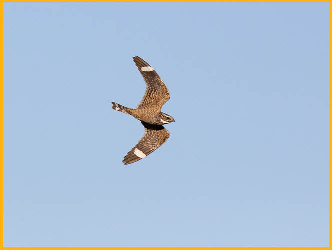 Lesser Nighthawk