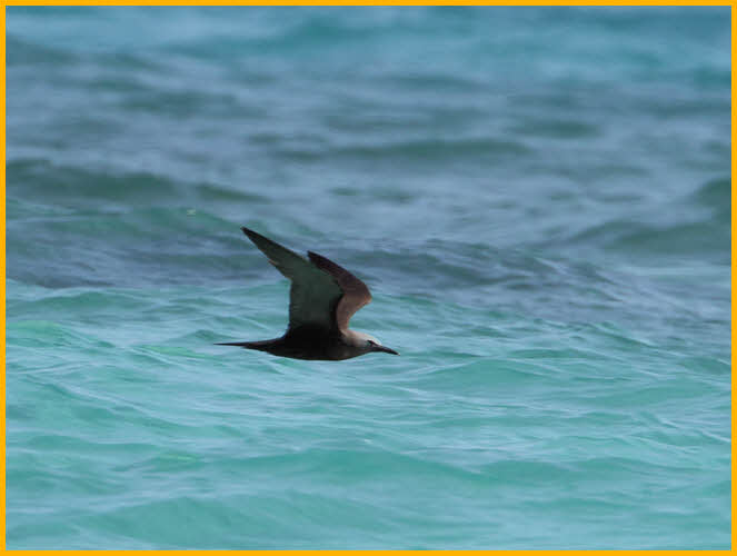 Brown Noddy