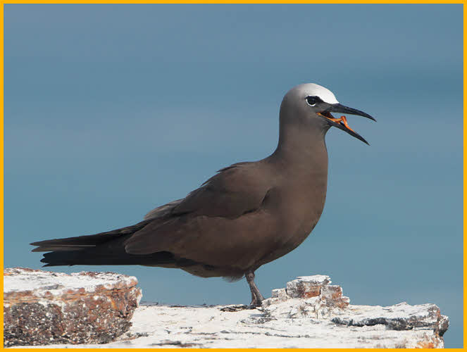 Brown Noddy