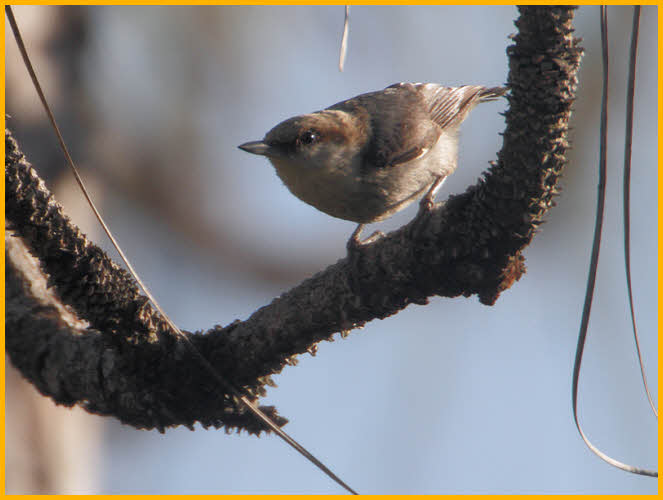 Brown-headed Nuthatch