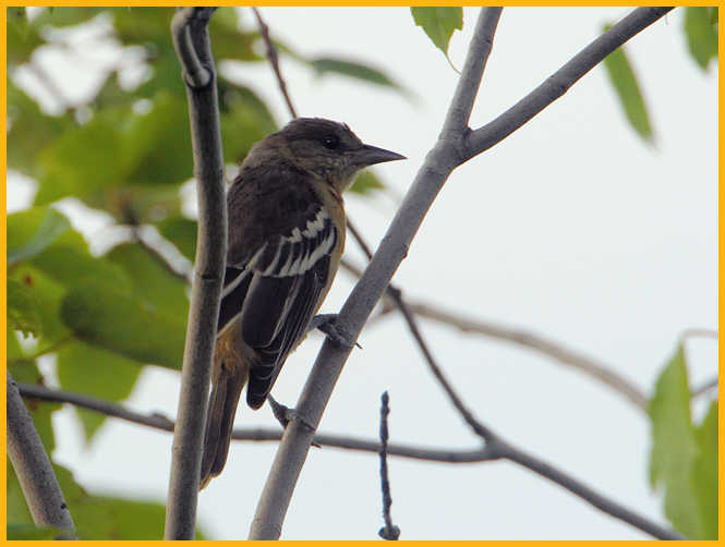 First Year Female <BR>Baltimore Oriole