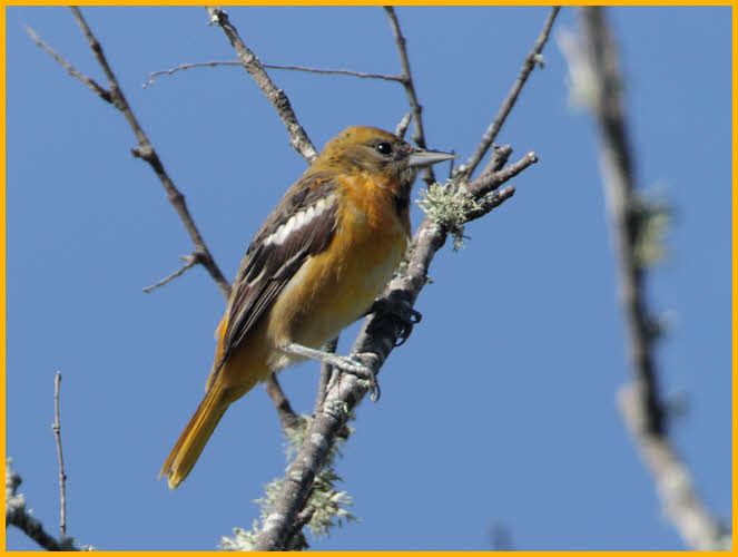 Female<BR>Baltimore Oriole