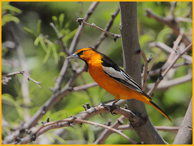 Bullock's Oriole