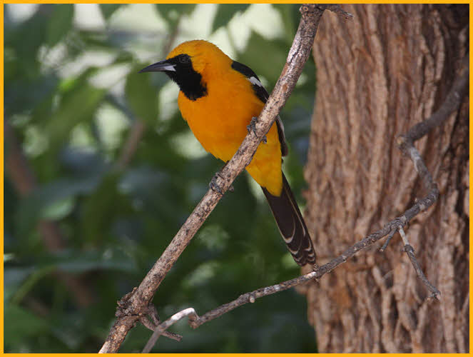 Hooded Oriole