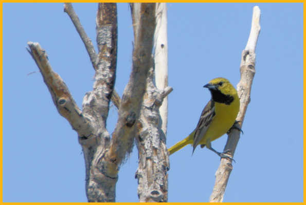First Summer <BR>Orchard Oriole