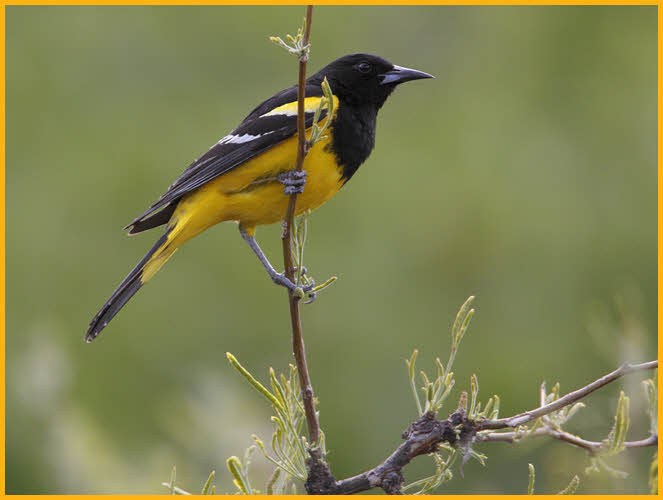 Scott's Oriole