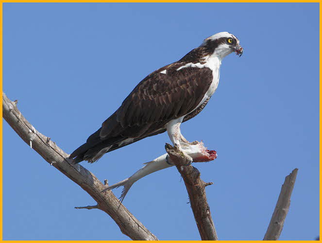 Osprey