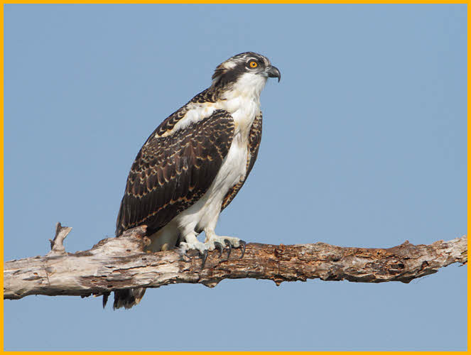 Juvenile Osprey