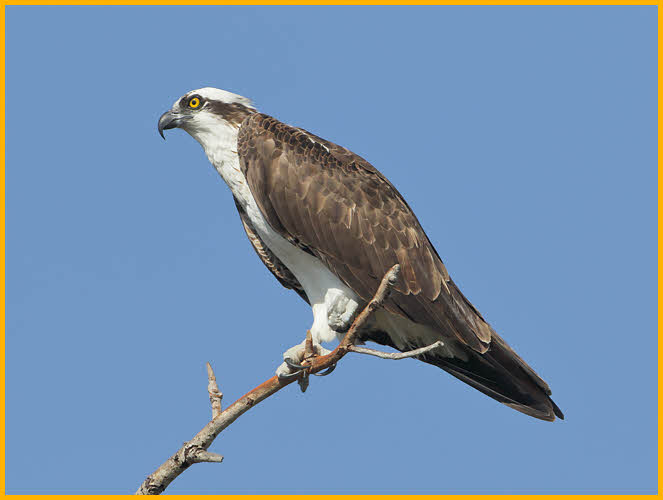 Osprey