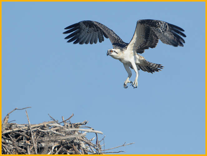 Juvenile<BR>Osprey