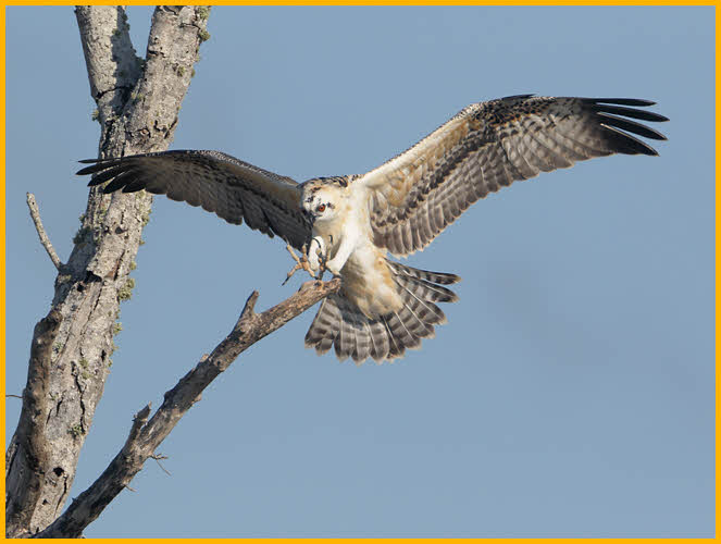 Osprey