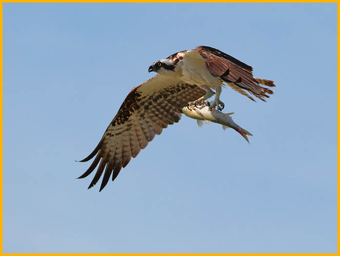 Osprey