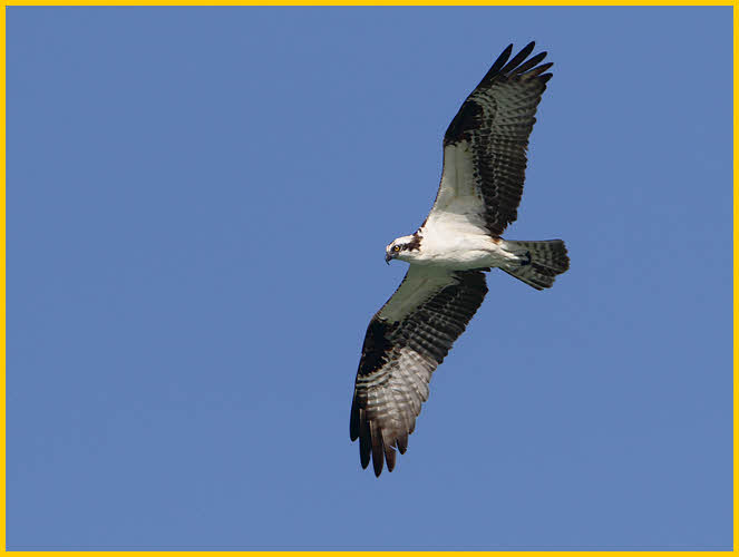Osprey