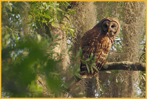 Dark Barred Owl