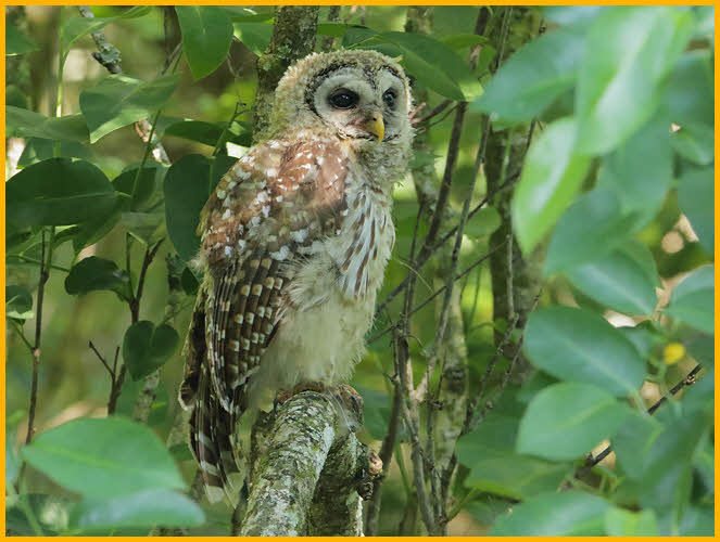Barred Owl Fledgling